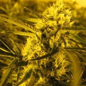 Channel + (Medical Seeds) feminized