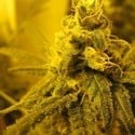 Channel + (Medical Seeds) feminized