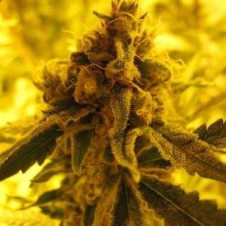 Channel + (Medical Seeds) feminized