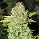 Devil Fruit (Medical Seeds) feminisiert