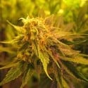 Devil Fruit (Medical Seeds) feminisiert