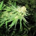 Devil Fruit (Medical Seeds) feminized