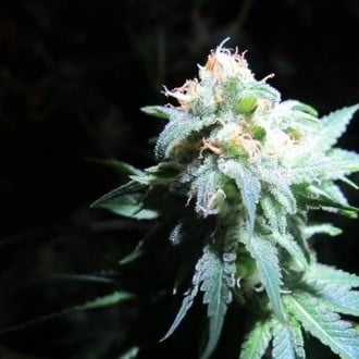 Devil Fruit (Medical Seeds) feminisiert