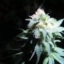 Devil Fruit (Medical Seeds) feminisiert