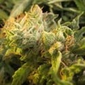 Devil Fruit (Medical Seeds) feminisiert