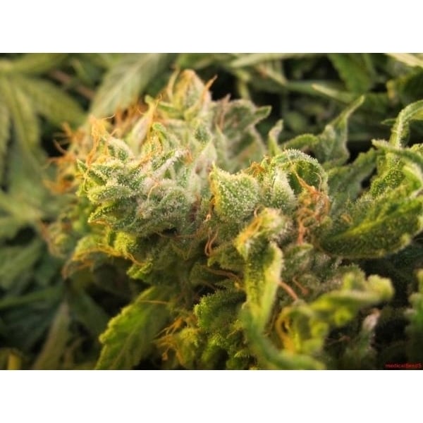 Devil Fruit Medical Seeds Feminized Zamnesia 