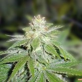 Devil Fruit (Medical Seeds)