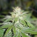 Devil Fruit (Medical Seeds) feminisiert