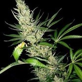 Master Kush Skunk x Afghan Haze (Mr. Nice) regular