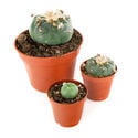 Peyote (Lophophora williamsii)