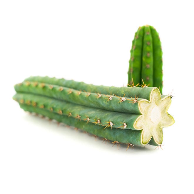Peruvian Torch (Echinopsis peruviana) Zamnesia