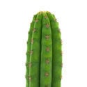 Peruanischer Stangenkaktus (Echinopsis peruviana)