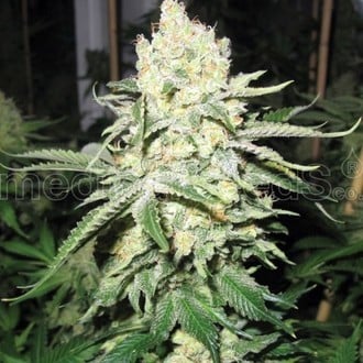 No Name (Medical Seeds) feminized