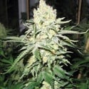 No Name (Medical Seeds) feminisiert