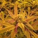 No Name (Medical Seeds) feminisiert