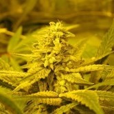 No Name (Medical Seeds) feminized