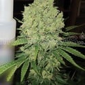 Prozack (Medical Seeds) feminized