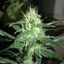 Prozack (Medical Seeds) feminisiert