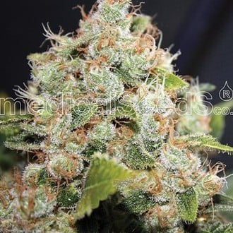 BCN Sour Diesel (Medical Seeds) feminized