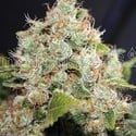 BCN Sour Diesel (Medical Seeds) feminisiert