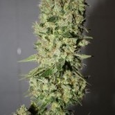 Sour Diesel (Medical Seeds) feminized