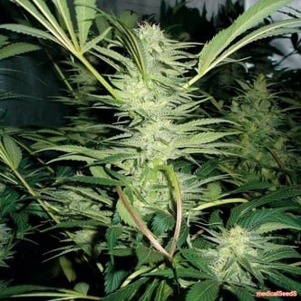 White Widow (Medical Seeds)