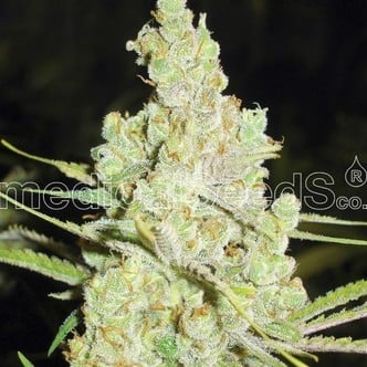 1024 (Medical Seeds) feminized