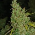 1024 (Medical Seeds) feminized