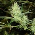 1024 (Medical Seeds) feminized