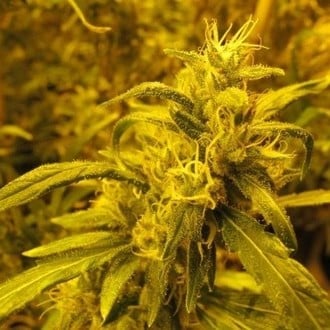 2046 (Medical Seeds) feminisiert