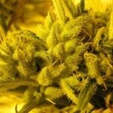 2046 (Medical Seeds) feminized