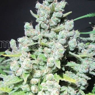 Malakoff (Medical Seeds) feminisiert