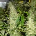 Malakoff (Medical Seeds) feminized