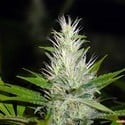 Malakoff (Medical Seeds) feminized