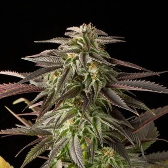 Blue Cheese (Dinafem) feminisiert