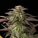 Blue Cheese (Dinafem) feminized