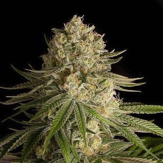 Critical Kush (Dinafem) feminisiert