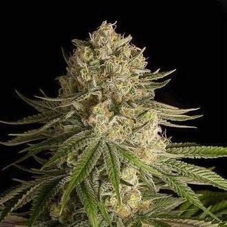 Critical Kush (Dinafem) feminized