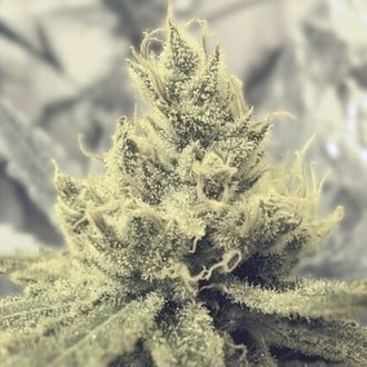 Y Griega (Medical Seeds) feminized