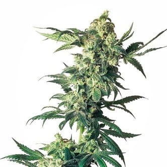 Northern Lights (Sensi Seeds) feminisiert