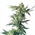 Northern Lights (Sensi Seeds)  feminized