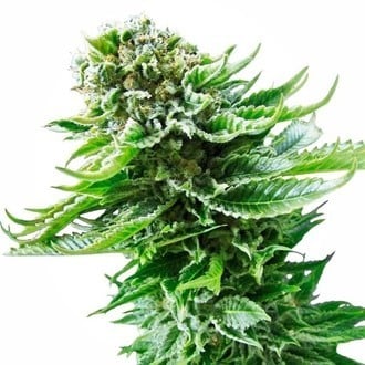 Northern Lights Automatic (Sensi Seeds) feminisiert