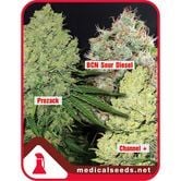 Collection 1 (Medical Seeds) feminisiert