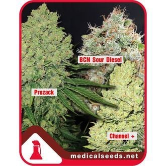 Collection 1 (Medical Seeds) feminized