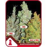 Collection 2 (Medical Seeds) feminized