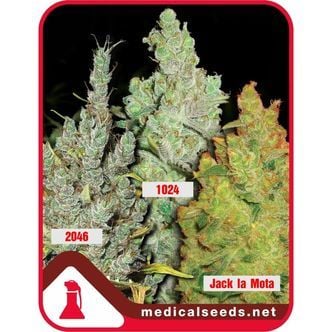 Collection 2 (Medical Seeds) feminisiert