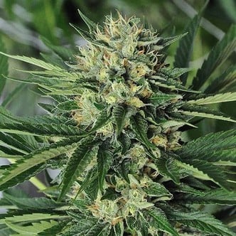 Dr. Greenthumbs Em-Dog (Humboldt Seeds) feminisiert