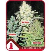 Collection 4 (Medical Seeds) feminisiert