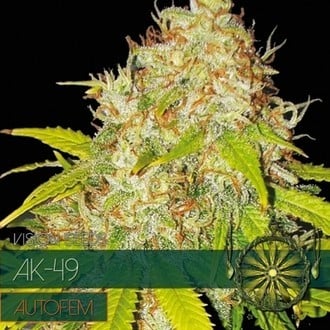 AK-49 Autoflowering (Vision Seeds) feminisiert