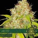 AK-49 Autoflowering (Vision Seeds) feminized